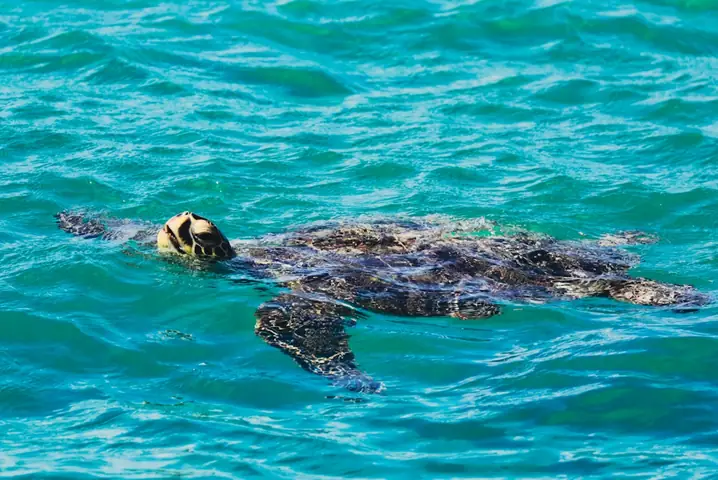 Nếu Có Dịp Đến Hawaii (mỹ), Nhất Định Bạn Nên Lên Tàu Ngầm Du Lịch Atlantis Xiv Khám Phá Đáy Biển Waikiki Để Ngắm Nhìn Những Đàn Cá Xinh Đẹp Và Các Rạn San Hô Rực Rỡ Sắc Màu.