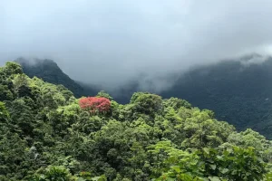 Đi Vườn Quốc Gia Bạch Mã Từ Huế, Đà Nẵng Hoặc Hội An Bao Xa ...