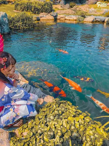 Công Viên Cá Koi Rin Rin Park – Vườn Nhật Bản