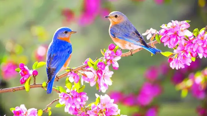 Tết Nguyên Đán Diễn Ra Vào Thời Gian Nào?