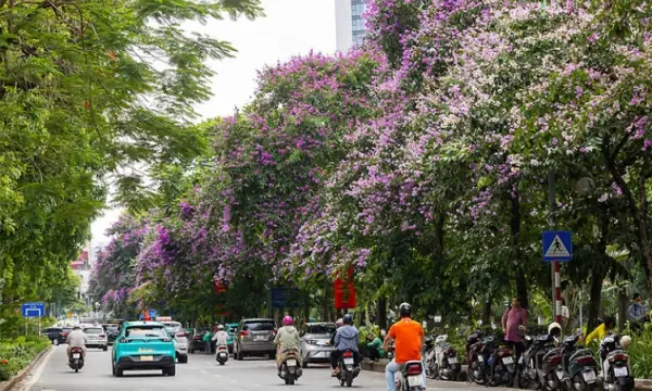 12 Mùa Hoa Rực Rỡ Ở Hà Nội - Báo Quảng Ninh Điện Tử