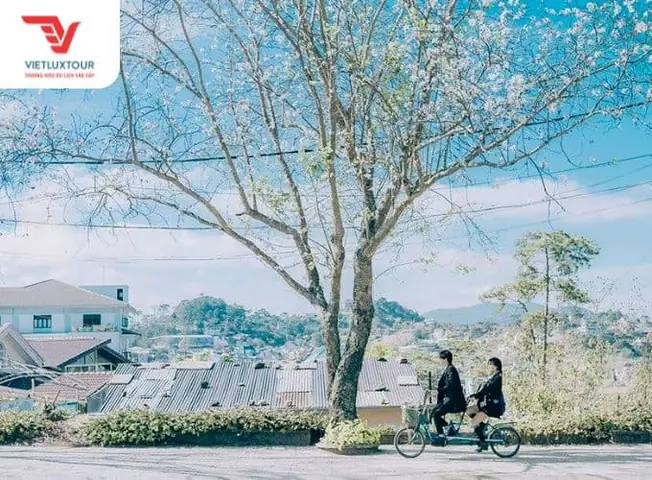 Review Du Lịch Đà Lạt Tháng 12 Có Gì Đẹp