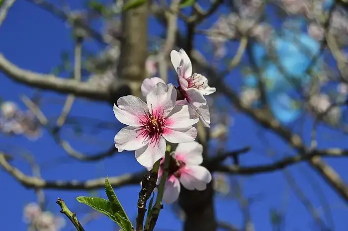 Mùa Hoa Hạnh Nhân
