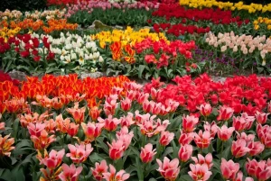 Ghé Thăm Vườn Hoa Tulip