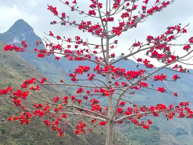 Hà Giang - Vùng Đất Của Đá Và Hoa