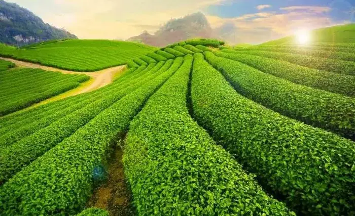 Mộc Châu (sơn La) – Cao Nguyên Của Hoa Và Núi Đồi