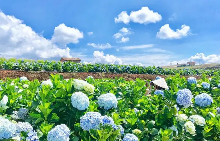 Vườn Hoa Đà Lạt Vườn Hoa Đà Lạt