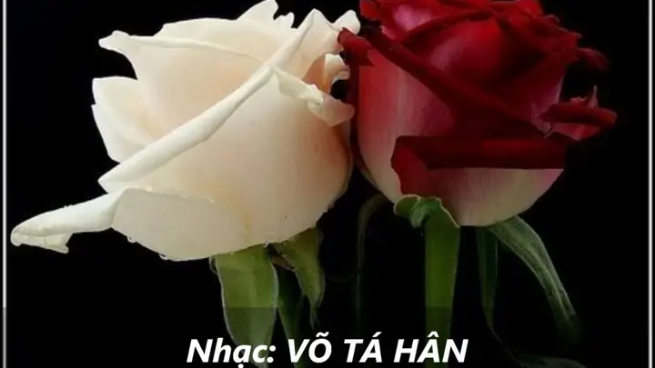 Vu Lan: Về Bài Thơ “bông Hồng Cho Mẹ”