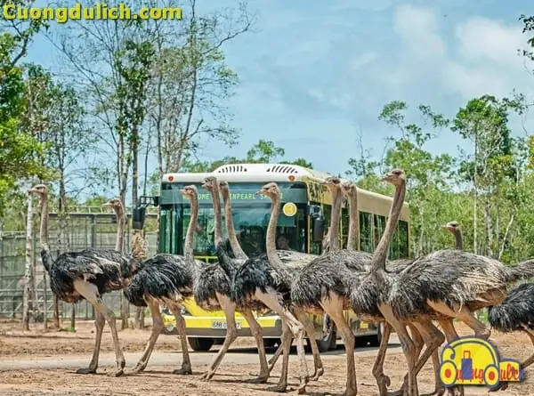 Tất Tần Tật Thông Tin Về Vinpearl Safari Phú Quốc Cho Cả Nhà Khám Phá Tất Tần Tật Thông Tin Về Vinpearl Safari Phú Quốc Cho Cả Nhà Khám Phá