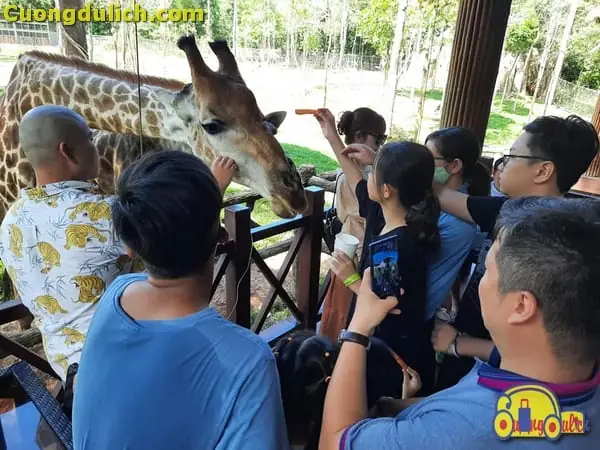 Tất Tần Tật Thông Tin Về Vinpearl Safari Phú Quốc Cho Cả Nhà Khám Phá Tất Tần Tật Thông Tin Về Vinpearl Safari Phú Quốc Cho Cả Nhà Khám Phá
