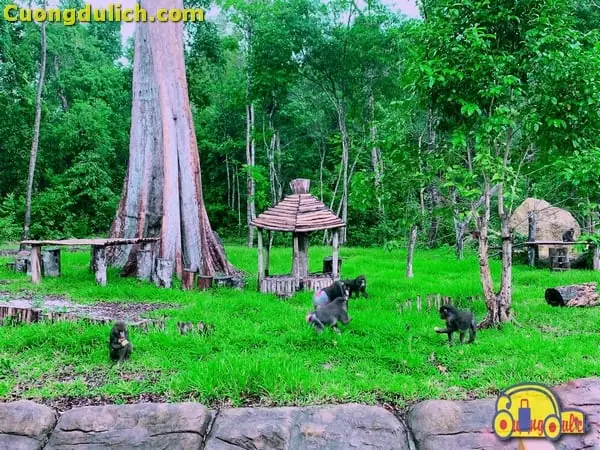Tất Tần Tật Thông Tin Về Vinpearl Safari Phú Quốc Cho Cả Nhà Khám Phá Tất Tần Tật Thông Tin Về Vinpearl Safari Phú Quốc Cho Cả Nhà Khám Phá