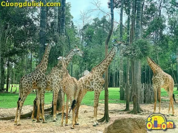 Tất Tần Tật Thông Tin Về Vinpearl Safari Phú Quốc Cho Cả Nhà Khám Phá Tất Tần Tật Thông Tin Về Vinpearl Safari Phú Quốc Cho Cả Nhà Khám Phá