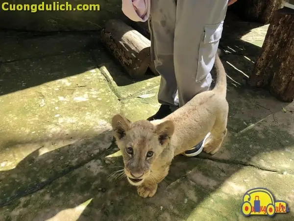 Tất Tần Tật Thông Tin Về Vinpearl Safari Phú Quốc Cho Cả Nhà Khám Phá Tất Tần Tật Thông Tin Về Vinpearl Safari Phú Quốc Cho Cả Nhà Khám Phá