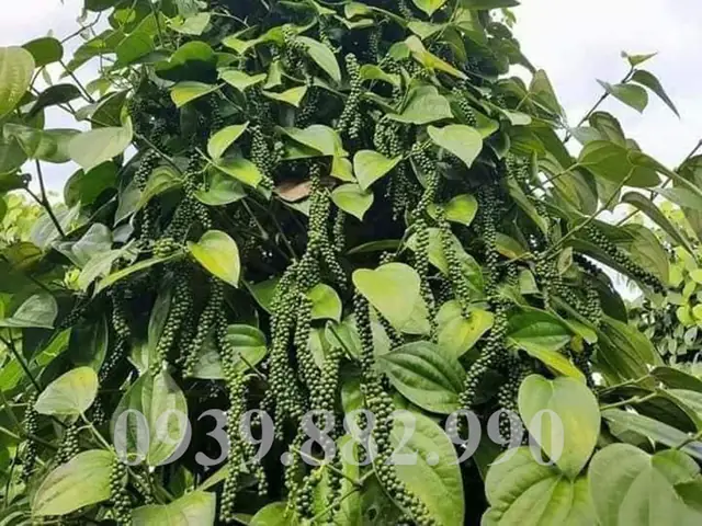 Hồ Tiêu Phú Quốc: Gia Vị Đặc Sản Từ Đảo Ngọc Nổi Tiếng Thế Giới - Hồ Tiêu Phú Quốc: Gia Vị Đặc Sản Từ Đảo Ngọc Nổi Tiếng Thế Giới -