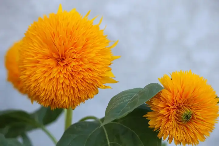 Hoa Hướng Dương Có Những Loại Nào?