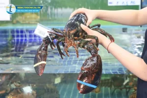 Thưởng Thức Tôm Hùm Alaska Tươi Sống Tại Nhà Hàng Hải Sản Hùng Trường Sa