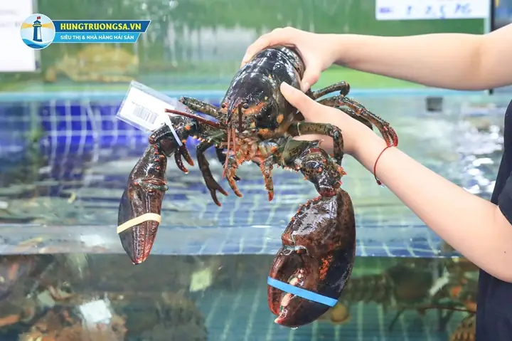 Thưởng Thức Tôm Hùm Alaska Tươi Sống Tại Nhà Hàng Hải Sản Hùng Trường Sa