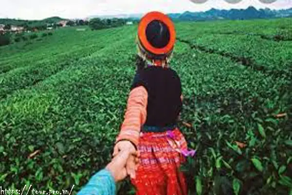 Tour Mộc Châu 3 Ngày 2 Đêm Du Lịch Từ Hà Nội Tốt Nhất 2025 ... Tour Mộc Châu 3 Ngày 2 Đêm Du Lịch Từ Hà Nội Tốt Nhất 2025 ...