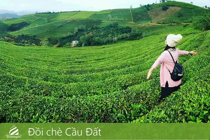 Tour Đồi Chè Cầu Đất - Hướng Dẫn Viên Vui Vẻ, Nhiệt Tình