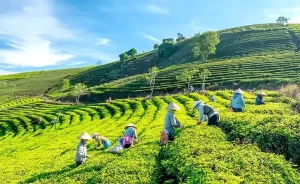 Tour Tham Quan Đồi Chè Cầu Đất Đà Lạt Trong Ngày ®hitour