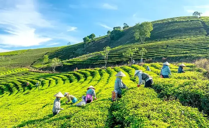Tour Tham Quan Đồi Chè Cầu Đất Đà Lạt Trong Ngày ®hitour