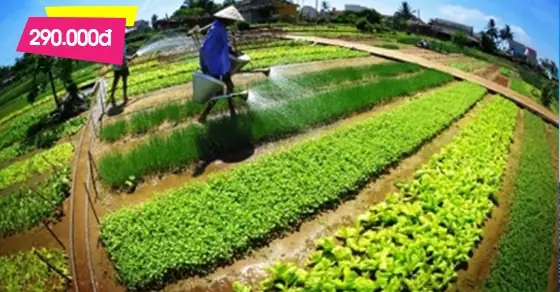 Tour Làng Rau Trà Quế Học Làm Nông Dân | Tour Làng ... Tour Làng Rau Trà Quế Học Làm Nông Dân | Tour Làng ...