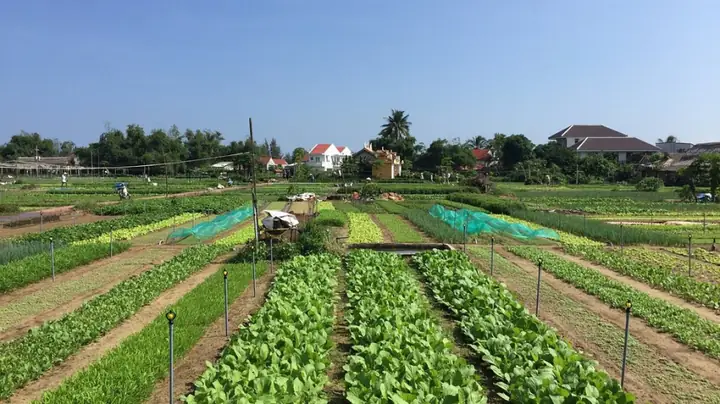 In Contrast To The Hustle And Bustle Of Downtown Hoi An, Tra Que Vegetable Village Attracts Tourists With Its Peacefulness, Relaxation And 'healing'.