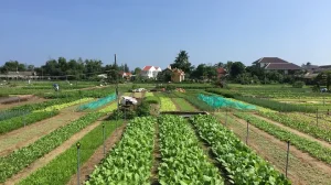 Tra Que Vegetable Village In Hoi An: The Ultimate “green” Trip ...