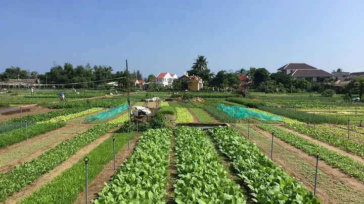 Tra Que Vegetable Village In Hoi An: The Ultimate “green” Trip ...
