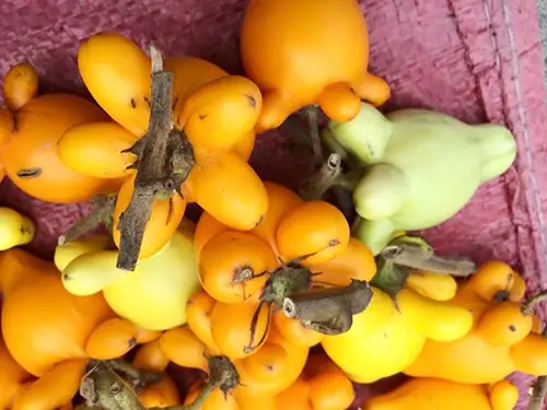 Trái Dư Chưng Mâm Ngũ Quả Ngày Tết Chứa Chất Độc Chết Người ...