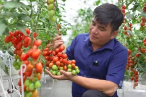 Lai Tạo Bộ Giống Cà Chua Ăn Tươi, Trái Ngọt Như Nho, Táo