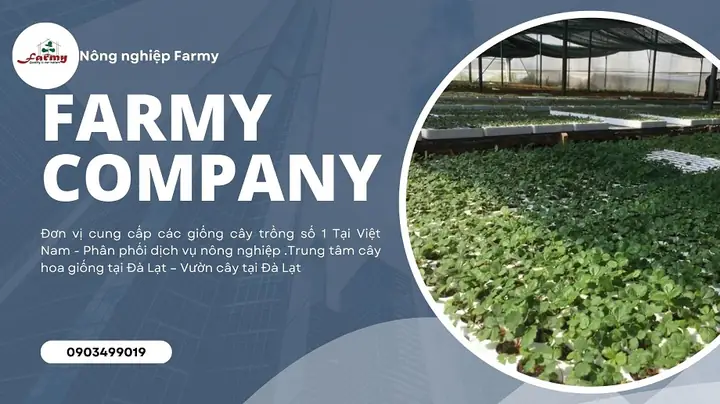 Chuyên Cây Giống Đà Lạt - The Farmy Việt Nam
