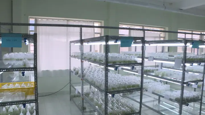 Trẻ Hóa Nguồn Giống Atisô : Đà Lạt Sử Dụng Cây Giống Cấy Mô (invitro)