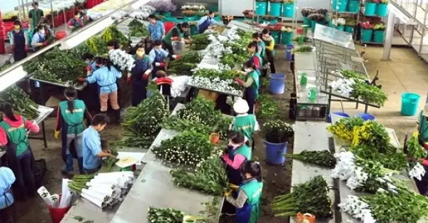 Xây Dựng Đà Lạt Trở Thành Trung Tâm Sản Xuất Hoa Tươi Hàng Đầu ... Xây Dựng Đà Lạt Trở Thành Trung Tâm Sản Xuất Hoa Tươi Hàng Đầu ...