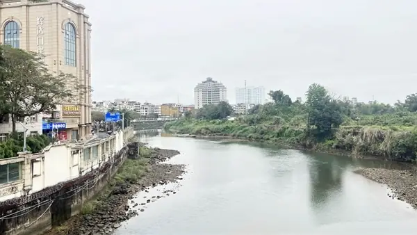Cảm Hứng “từ Trà Cổ Rừng Dương Đến Cà Mau Rừng Đước” - Báo ...