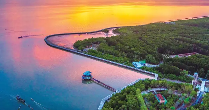"từ Trà Cổ Rừng Dương Đến Cà Mau Rừng Đước" | Báo Gia Lai Điện Tử