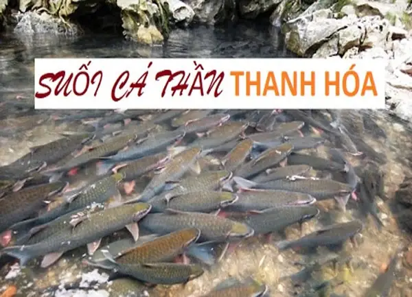 Giá Vé Tham Quan Suối Cá Thần Cẩm Lương Thanh Hóa 2025 ... Giá Vé Tham Quan Suối Cá Thần Cẩm Lương Thanh Hóa 2025 ...
