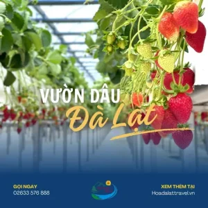 Trải Nghiệm 20 Vườn Dâu Đà Lạt: Thưởng Thức Và Mua Dâu Sạch