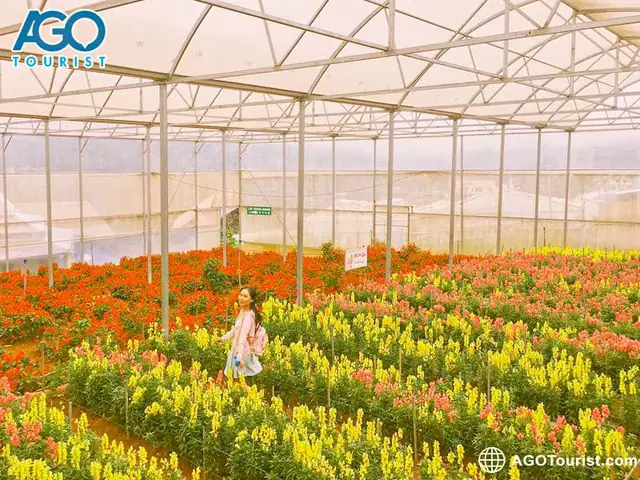 Làng Hoa Vạn Thành Đà Lạt - Thông Tin Đường Đi Và Giá Vé 2025