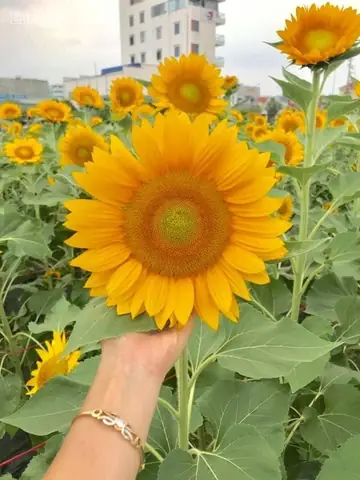 Mãn Nhãn Vườn Hoa Hướng Dương Nở Rộ Ở Hải Dương, Giới Trẻ Hào Hứng Rủ Nhau Tới Chụp Ảnh Mãn Nhãn Vườn Hoa Hướng Dương Nở Rộ Ở Hải Dương, Giới Trẻ Hào Hứng Rủ Nhau Tới Chụp Ảnh