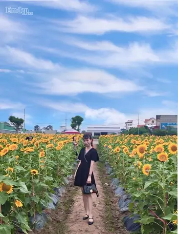 Mãn Nhãn Vườn Hoa Hướng Dương Nở Rộ Ở Hải Dương, Giới Trẻ Hào Hứng Rủ Nhau Tới Chụp Ảnh