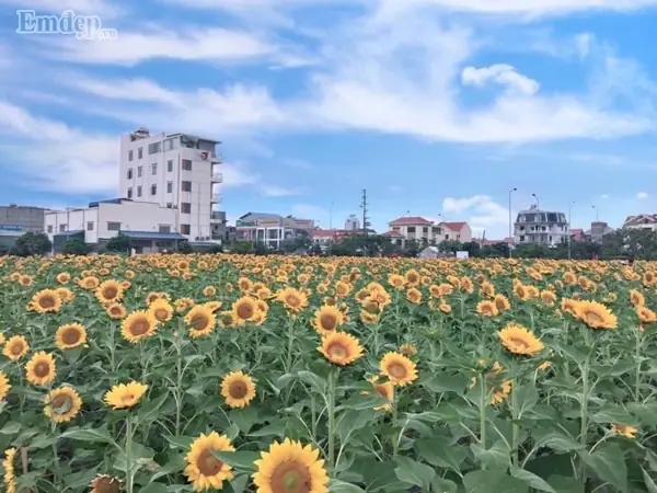 Mãn Nhãn Vườn Hoa Hướng Dương Nở Rộ Ở Hải Dương, Giới Trẻ Hào Hứng Rủ Nhau Tới Chụp Ảnh Mãn Nhãn Vườn Hoa Hướng Dương Nở Rộ Ở Hải Dương, Giới Trẻ Hào Hứng Rủ Nhau Tới Chụp Ảnh