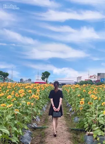 Mãn Nhãn Vườn Hoa Hướng Dương Nở Rộ Ở Hải Dương, Giới Trẻ Hào Hứng Rủ Nhau Tới Chụp Ảnh Mãn Nhãn Vườn Hoa Hướng Dương Nở Rộ Ở Hải Dương, Giới Trẻ Hào Hứng Rủ Nhau Tới Chụp Ảnh