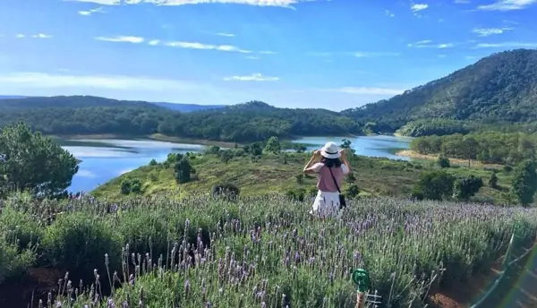 Cánh Đồng Hoa Lavender Đà Lạt Hồ Tuyền Lâm