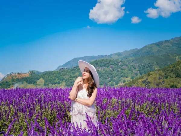 Cánh Đồng Hoa Lavender Đà Lạt