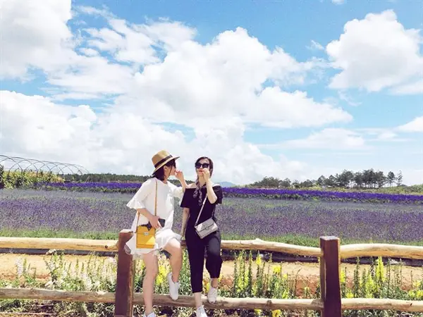 Cánh Đồng Hoa Lavender Cầu Đất