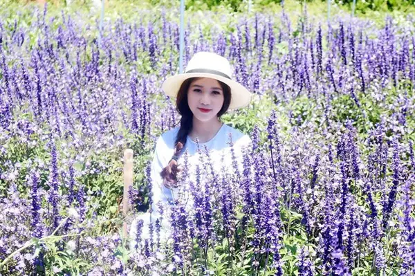 Hoa Lavender Đà Lạt Nở Vào Tháng Mấy