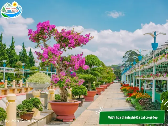Vườn Hoa Thành Phố Đà Lạt Có Gì Đẹp?