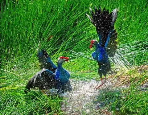 Đa Dang Sinh Học Ở Vườn Quốc Gia U Minh Hạ
