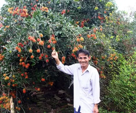 Kỳ Cuối: "trái Cây Bao Bụng"- Đặc Sản Của Nông Dân Miệt Vườn ...